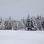 незабудка
