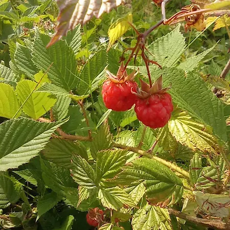 незабудка Guest house
