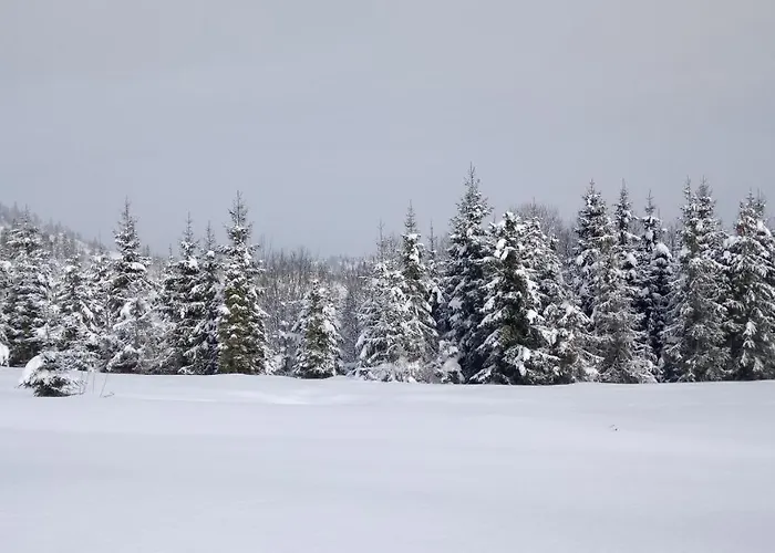 незабудка