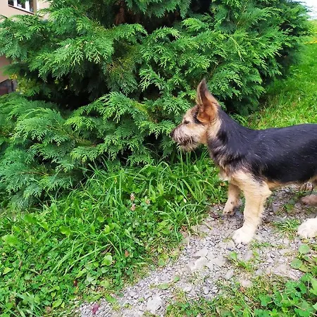 незабудка 3*