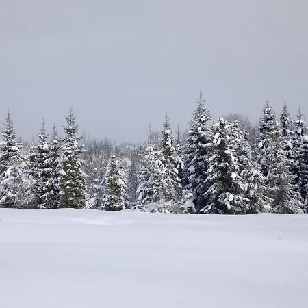 незабудка
